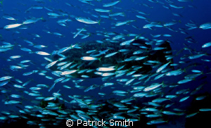 A large Goliath Grouper with schooling baitfish in the at... by Patrick Smith 